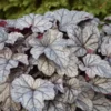 Dolce® 'Frosted Berry' Coral Bells