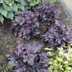 Dolce® 'Frosted Berry' Coral Bells -Great Garden Plants Shop 654 Dolce Frosted Berry Heuchera 3