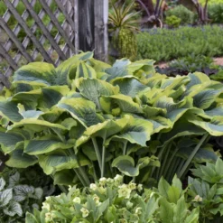 Shadowland® 'Seducer' Hosta -Great Garden Plants Shop 6598ef6fe9ffaa880ffbbb5ef687e47e