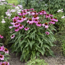 Color CodedĀ® 'The Fuchsia Is Bright' Coneflower