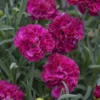 Fruit Punch® 'Funky Fuchsia' Dianthus