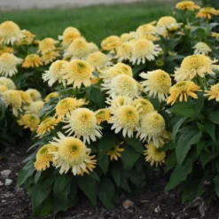 Double Coded™ 'Butter Pecan' Coneflower