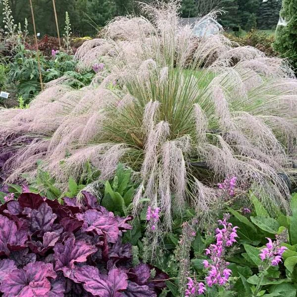 'Undaunted' Muhlygrass 1 'Undaunted' Muhlygrass