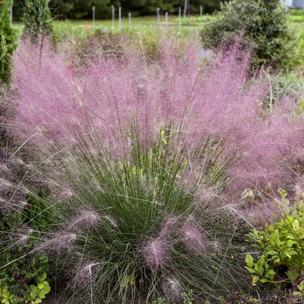 'Undaunted' Muhlygrass 2 'Undaunted' Muhlygrass - Image 2