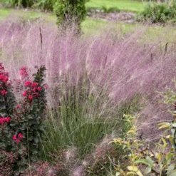 'Undaunted' Muhlygrass 5 'Undaunted' Muhlygrass -Great Garden Plants Shop 665 Undaunted Muhlygrass 3