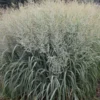 Prairie Winds® 'Niagara Falls' Switchgrass