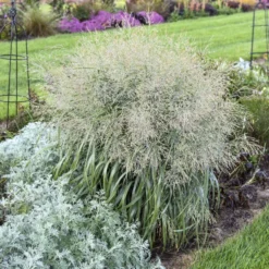 Prairie Winds® 'Niagara Falls' Switchgrass -Great Garden Plants Shop 666 Prairie Winds Niagara Falls Switchgrass 3