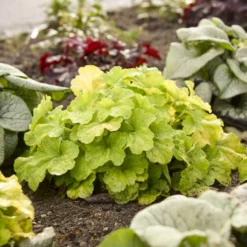 Primo® Pistachio Ambrosia Coral Bells -Great Garden Plants Shop 669 Primo Pistachio Ambrosia Coral Bells 3