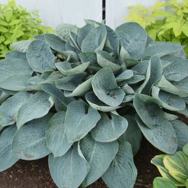 Shadowland® 'Above The Clouds' Hosta 2 Shadowland® 'Above The Clouds' Hosta - Image 2