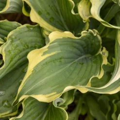 Shadowland® 'Voices In The Wind' Hosta -Great Garden Plants Shop 675 Shadowland Voices In The Wind Hosta 3