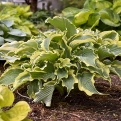 Shadowland® 'Voices In The Wind' Hosta -Great Garden Plants Shop 675 Shadowland Voices In The Wind Hosta 4
