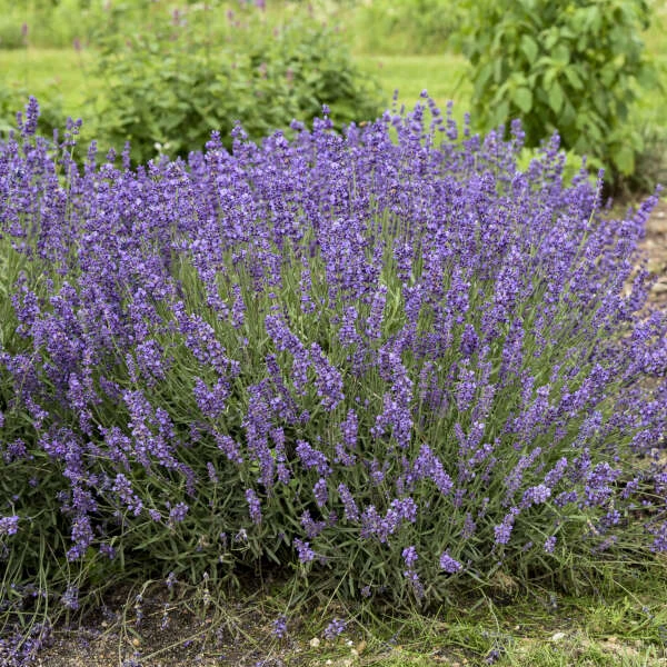 'Imperial Gem' Lavender 1 'Imperial Gem' Lavender