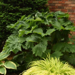 'Tractor Seat' Ligularia -Great Garden Plants Shop 678 Tractor Seat Ligularia 2