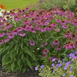 PowWow® Wild Berry Coneflower -Great Garden Plants Shop 67e5e69a254d934546bfa5ca86736fa0