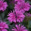Upscale™ 'Lavender Taffeta' Bee Balm
