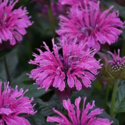 Upscale™ 'Lavender Taffeta' Bee Balm