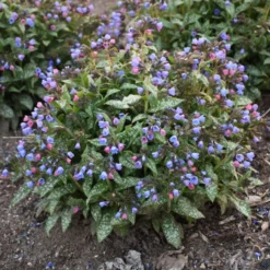 'Pink-a-Blue' Lungwort -Great Garden Plants Shop 684 Pink A Blue Lungwort 2