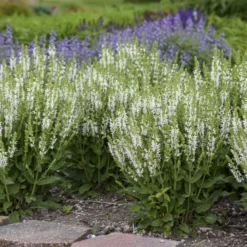 'White Profusion' Salvia 9 'White Profusion' Salvia -Great Garden Plants Shop 685 White Profusion Salvia 3