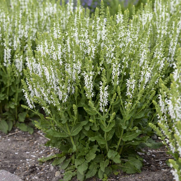 'White Profusion' Salvia 1 'White Profusion' Salvia