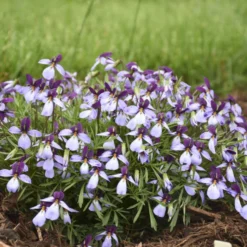 'Eco Artist Palette' Birdfoot Violet -Great Garden Plants Shop 686 Eco Artist Palette Perennial Violet 2