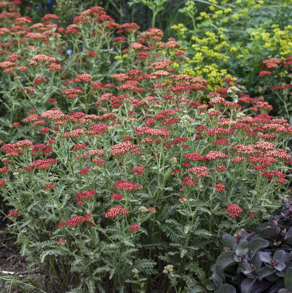 'Sassy Summer Sangria' Yarrow 1 'Sassy Summer Sangria' Yarrow