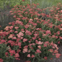 'Sassy Summer Sangria' Yarrow 5 'Sassy Summer Sangria' Yarrow -Great Garden Plants Shop 687 Sassy Summer Sangria Yarrow 3