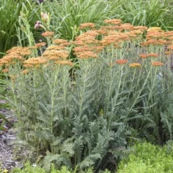 'Sassy Summer Sunset' Yarrow 5 'Sassy Summer Sunset' Yarrow -Great Garden Plants Shop 688 Sassy Summer Sunset Yarrow 1