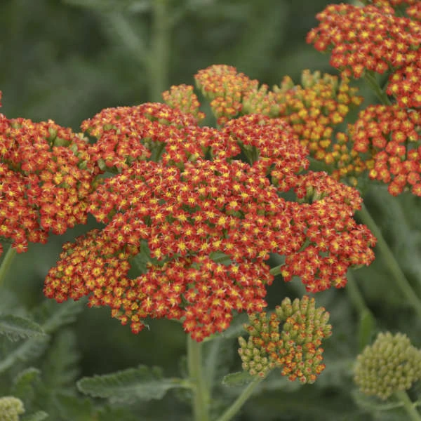'Sassy Summer Sunset' Yarrow 2 'Sassy Summer Sunset' Yarrow - Image 2