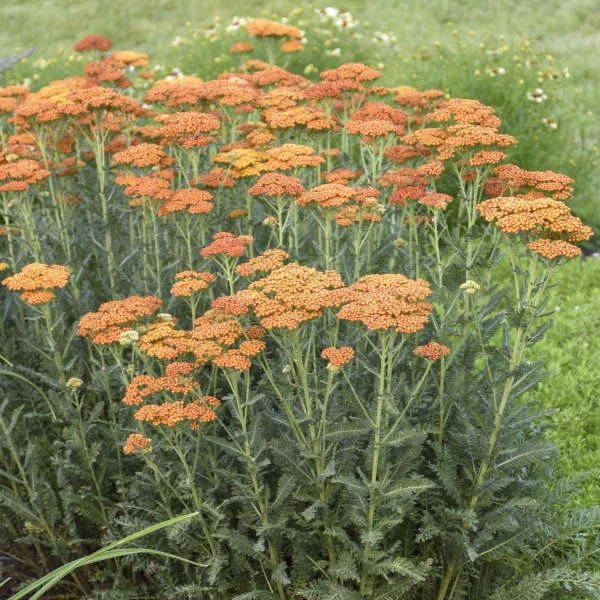 'Sassy Summer Sunset' Yarrow 1 'Sassy Summer Sunset' Yarrow