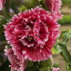 'Fiesta Time' Hollyhock -Great Garden Plants Shop 693 Fiesta Time Hollyhock 1