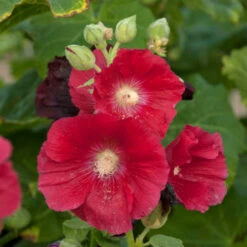 'Mars Magic' Hollyhock 5 'Mars Magic' Hollyhock -Great Garden Plants Shop 694 Mars Magic Hollyhock 2