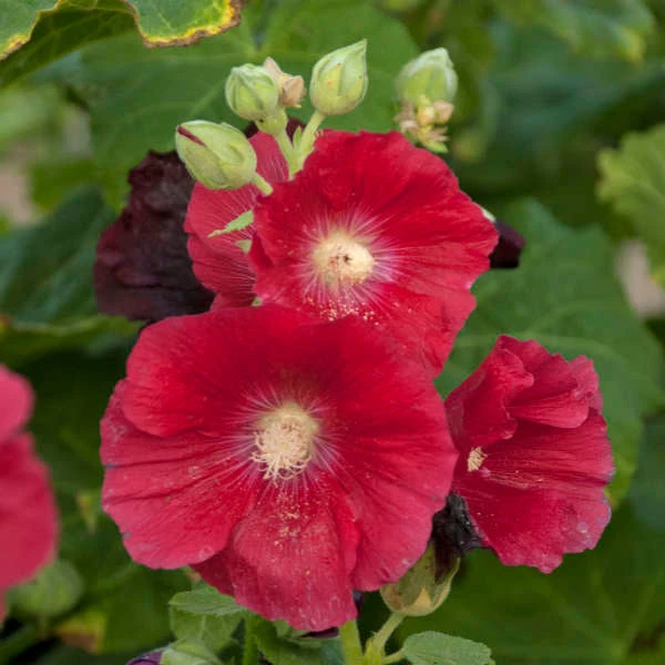'Mars Magic' Hollyhock 3 'Mars Magic' Hollyhock - Image 3