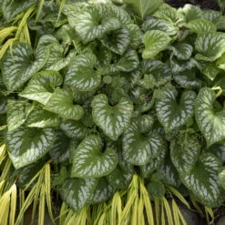 'Emerald Mist' Siberian Bugloss 9 'Emerald Mist' Siberian Bugloss -Great Garden Plants Shop 699 Emerald Mist Siberian Bugloss 1