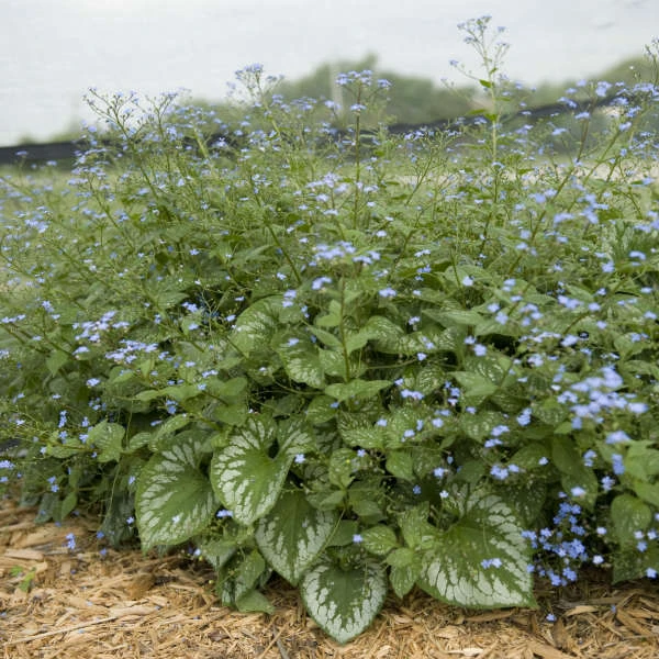 'Emerald Mist' Siberian Bugloss 3 'Emerald Mist' Siberian Bugloss - Image 3
