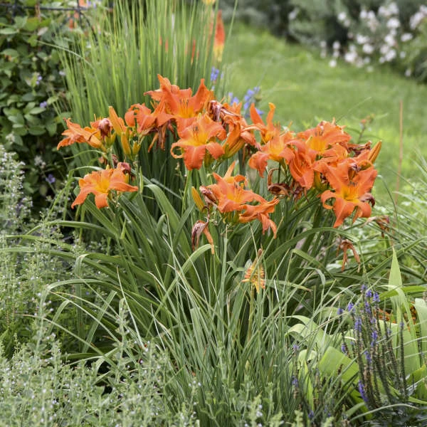 Rainbow Rhythm® 'Primal Scream' Daylily 3 Rainbow Rhythm® 'Primal Scream' Daylily - Image 3