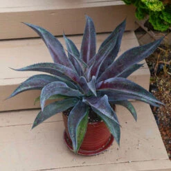 Mad About Mangave® 'Mission To Mars' Mangave 6 Mad About Mangave® 'Mission To Mars' Mangave -Great Garden Plants Shop 6a6cda7c97208e48f864a4bbe5b7b04e