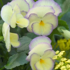 'Etain' Perennial Violet -Great Garden Plants Shop 6b67be5d94bb9386e4dd3607ac306b8c