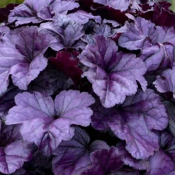 Dolce® 'Wildberry' Coral Bells 7 Dolce® 'Wildberry' Coral Bells -Great Garden Plants Shop 6ba28e8aa1412fb50d7cd302fba8207e