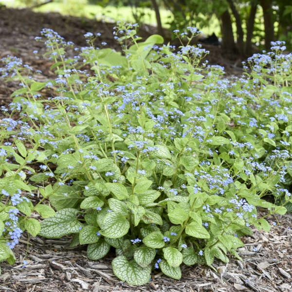 'Jack Of Diamonds' Siberian Bugloss 3 'Jack Of Diamonds' Siberian Bugloss - Image 3