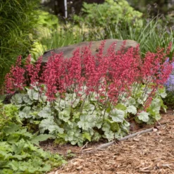 Dolce® 'Spearmint' Coral Bells -Great Garden Plants Shop 6fd96cbc9202b8d92e765d646a4941aa