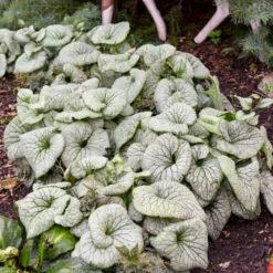 'Sterling Silver' Siberian Bugloss -Great Garden Plants Shop 700 Sterling Silver Siberian Bugloss 1