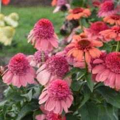 Double Dipped™ 'Rainbow Sherbet' Coneflower -Great Garden Plants Shop 706 Double Dipped Rainbow Sherbet Coneflower 3