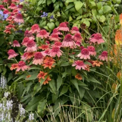 Double Dipped™ 'Rainbow Sherbet' Coneflower -Great Garden Plants Shop 706 Double Dipped Rainbow Sherbet Coneflower 4