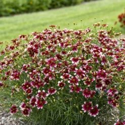 Great Garden Plants Shop 5 Designer Threads™ 'Heartstrings' Tickseed