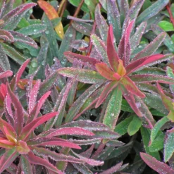 'Bonfire' Spurge -Great Garden Plants Shop 709 Bonfire Spurge 3