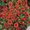 'Arizona Red Shades' Blanket Flower
