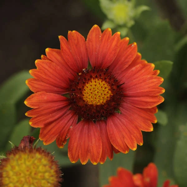 'Arizona Red Shades' Blanket Flower 2 'Arizona Red Shades' Blanket Flower - Image 2