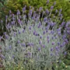'Silver Mist' Lavender