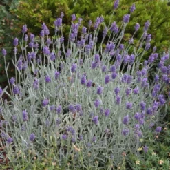 'Silver Mist' Lavender