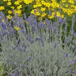 'Silver Mist' Lavender -Great Garden Plants Shop 713 Silver Mist Lavender 3